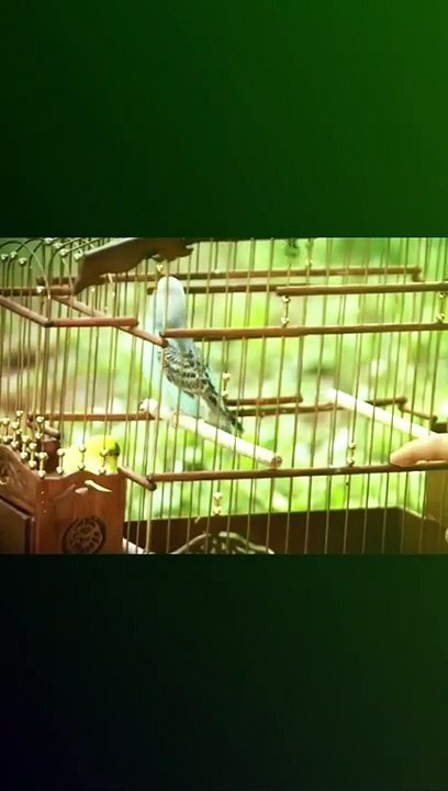 পাখির ভাষা  ভালোবাসার ভাষা, সুলতান সুলেমান।