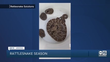 Rattlesnake season is exploding in Arizona