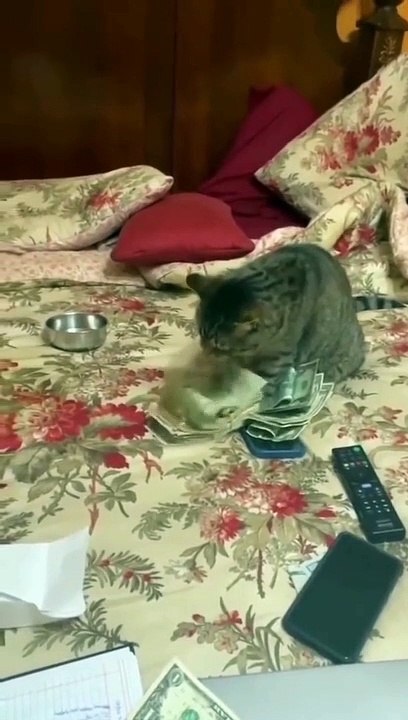 cute cat funny videos  cat videos  funny moments