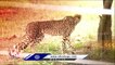 India Welcomes Back Rare Cheetahs After Seven  Decades Of Extinction |  V6 News (2)