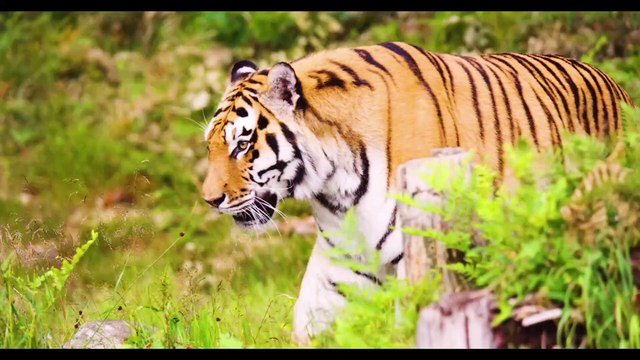 Tiger Lion Cheetah lynx Leopard Big Cats No Copyright footage