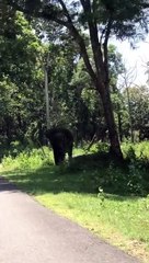 Elephant attacking a car at nagarahole tiger reserve