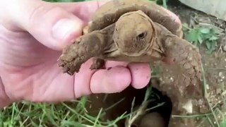 Baby tortoises hatching out of the ground