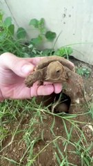 Baby tortoises hatching out of the ground