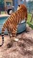 HUGE Tiger Cooling Off! AMAZING