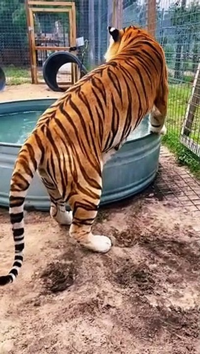HUGE Tiger Cooling Off! AMAZING