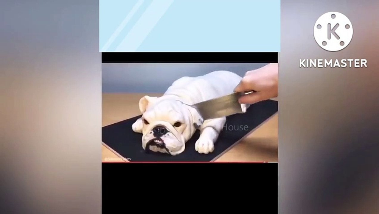 Dog Reaction Funny 