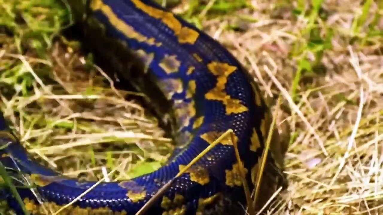 Top 5 Animals Can’t Escape From Python Too Aggressive – Python vs Lion ...