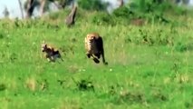 Unbelievable...Grant's Gazelle use Horns To Take Down Cheetah and Lion - Big Cat Hunting Fail