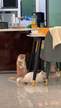 Wait for end #catloversclub #cat #cats #catofinstagram #catoftheday #catlover #catsagram #catlovers #cat_features #catlady #catlife #catlove #catsgram #cutecat #cutecats #cutest #meow #kittycat #topcatphoto #kittylove #mycat #instacats #instacat #