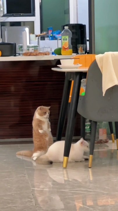 Wait for end  #catloversclub #cat #cats #catofinstagram #catoftheday #catlover #catsagram #catlovers #cat_features #catlady #catlife #catlove #catsgram  #cutecat #cutecats #cutest #meow #kittycat #topcatphoto #kittylove #mycat #instacats #instacat #