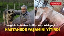 İneğinin ölümüne üzülüp kalp krizi geçirdi