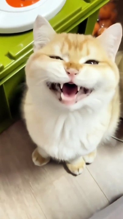 What's this  #viralvideo #cats