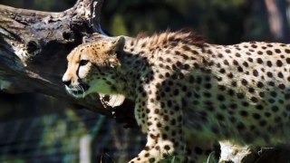 Animal Attack / Best Animal Fight | Animal | Animal Fight/The Best Of Animal Attack , Amazing Moments of Wild