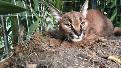 Son dakika haber... Yangından kurtulan yavru Karakulak Marmars-Datça arasında bulundu