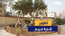 شجرة مريم تتحول لمزار سياحي عالمي.. اهتمام كبير بمسار العائلة المقدسة في مصر