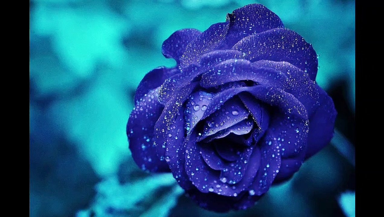 Beautiful rose nature look