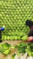 Cabbage vegetables harvesting | vegetables garden | garden video | cabbage vegetables garden | harvesting vegetables
