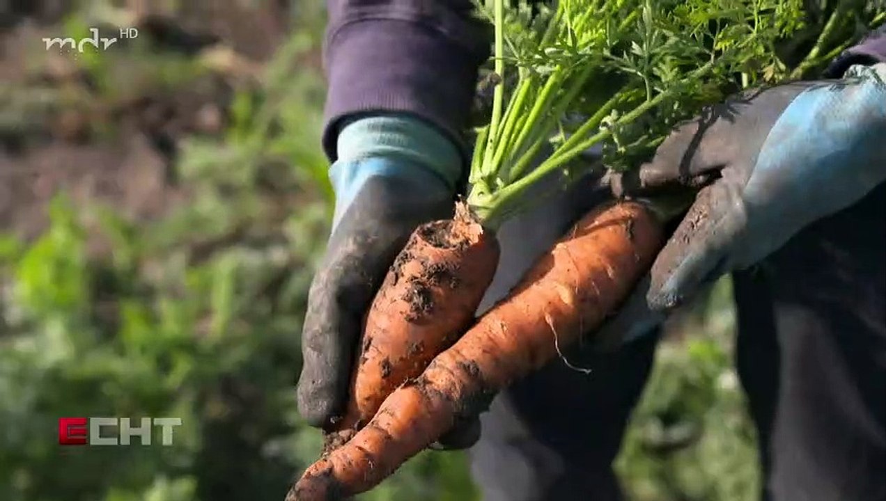 Bauern in Not - Mäuse fressen unsere Nahrung auf | Doku HD