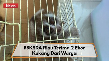 BBKSDA Riau Menerima 2 Ekor Kukang Dari Warga