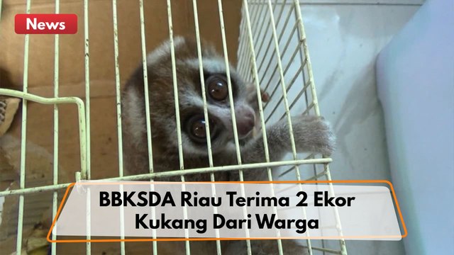 BBKSDA Riau Menerima 2 Ekor Kukang Dari Warga