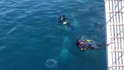 İzmir haberi | Türkiye Sualtı Görüntüleme Şampiyonası İzmir'de yapıldı