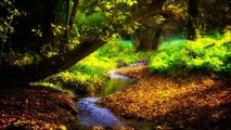 Forest Stream - Pure Nature Sound, Birds Singing, Relaxing River Sounds