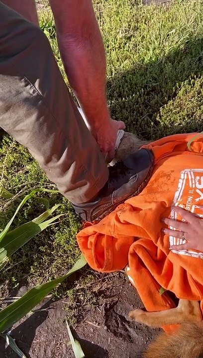 Rescuing a Coyote With a Container Stuck on Its...