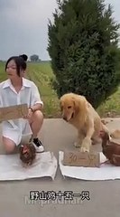 memes funny shorts #shorts #funny #memes