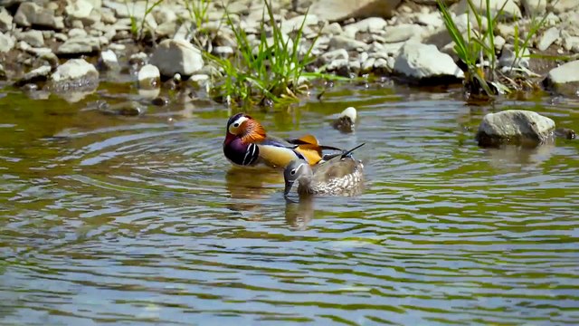 FUNNY VIDEO. MOST FUNNY VIDEOS. FUNNY ANIMALS. ANIMALS. ALL TYPES ANIMALS. FUNNY KING