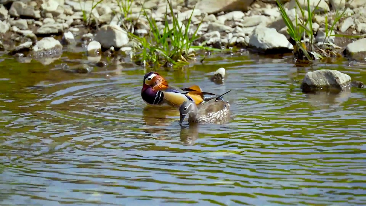 FUNNY VIDEO. MOST FUNNY VIDEOS. FUNNY ANIMALS. ANIMALS. ALL TYPES ANIMALS. FUNNY KING