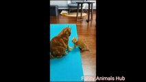 TRY NOT TO LAUGH Challenge - Funny cat videos  | compilation1  #cat #catvideos #funnycats