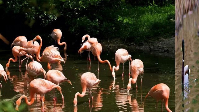 FUNNY VIDEO. MOST FUNNY VIDEOS. FUNNY ANIMALS. ANIMALS. FUNNY KING