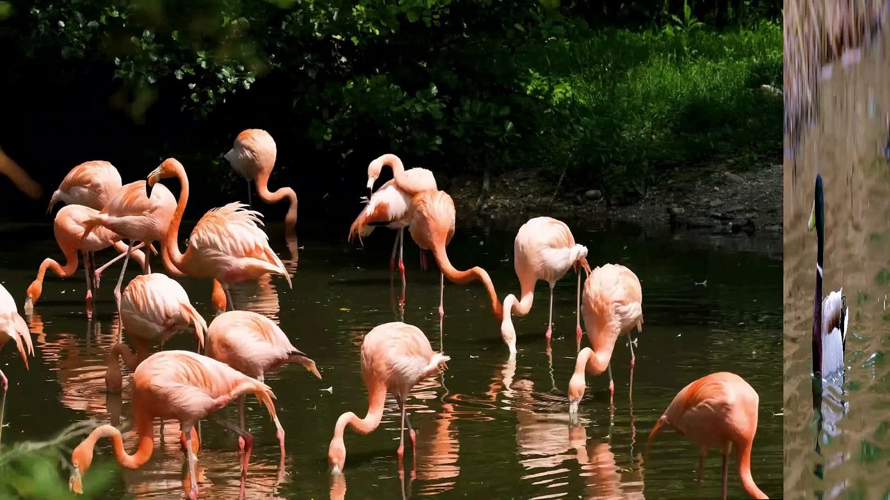 FUNNY VIDEO. MOST FUNNY VIDEOS. FUNNY ANIMALS. ANIMALS. FUNNY KING