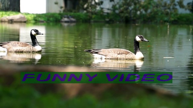 FUNNY VIDEO. MOST FUNNY VIDEOS. FUNNY ANIMALS. ANIMALS. FUNNY KING