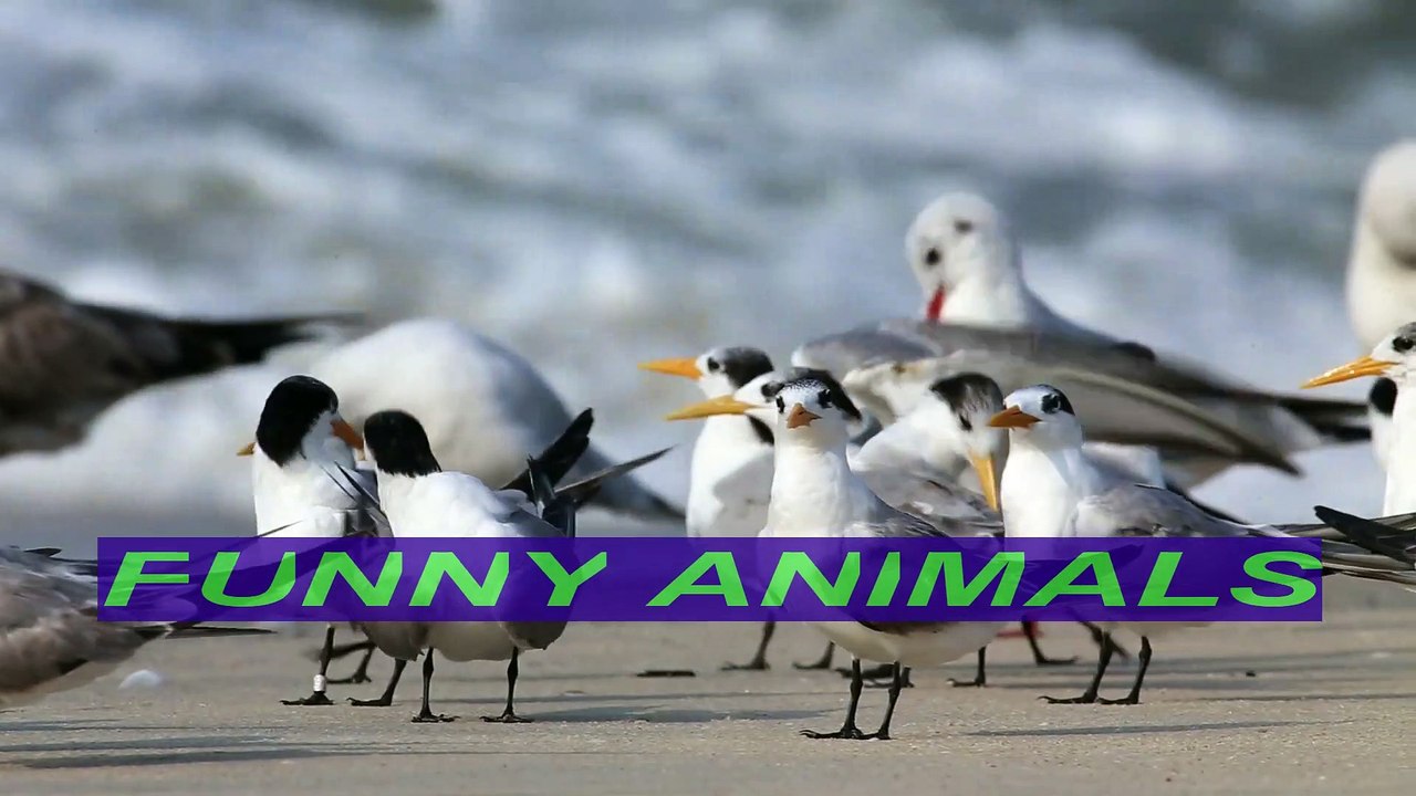 FUNNY VIDEO. MOST FUNNY VIDEOS. FUNNY ANIMALS. ANIMALS. FUNNY KING