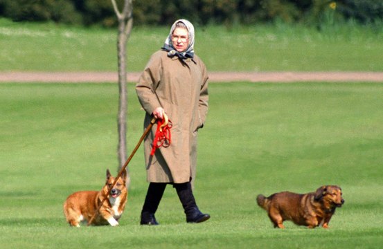 Prince William: Queen Elizabeth's corgis are being ‘spoilt rotten’