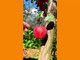 Orange Fruits Justice | New tiktok fruits 2022 | fruit 4k | Fruits tree | Fruits Channel | tiktok china fruits | fruits in the china | orange fruit 4k | New Video