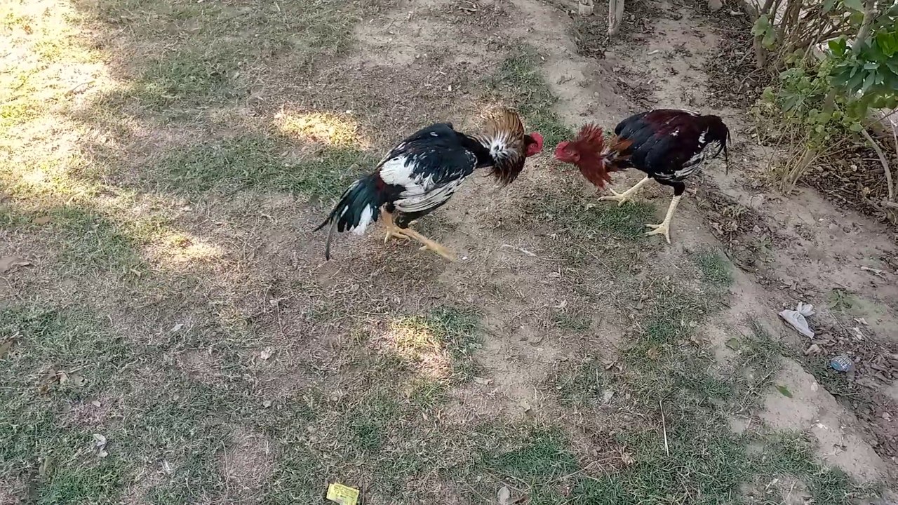 Shamo vs Mianwali aseel video Dailymotion