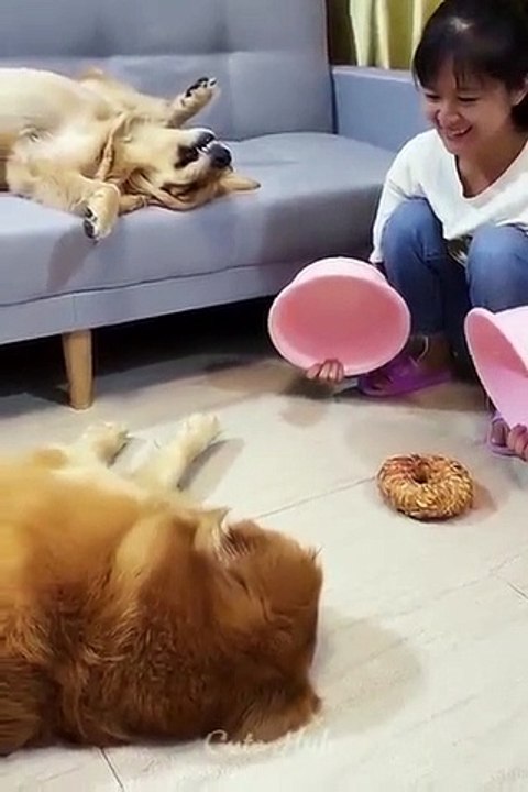 Funniest Cats and Dogs ---- Part 1