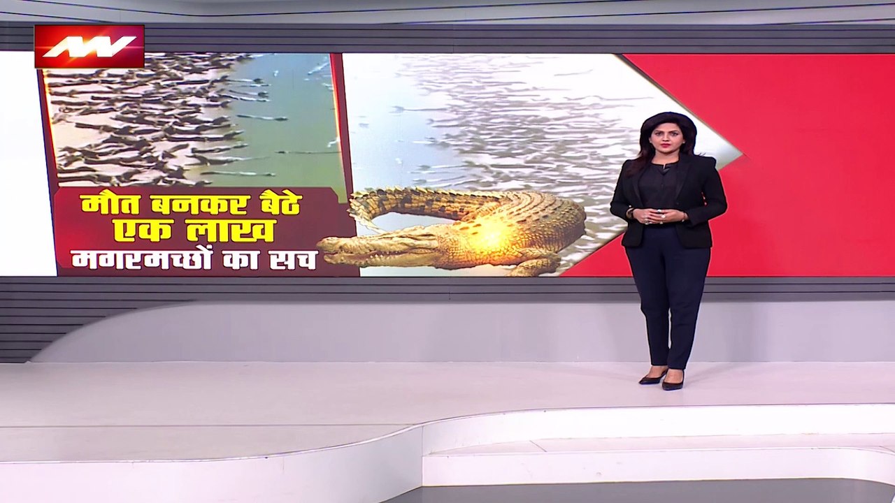 Lie Detector Test: मगरमच्छों ने किस शहर पर किया 'अटैक'? Crocodile Viral Video | Brazil | News Nation