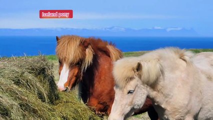 Iceland pony ||Beautiful Iceland pony