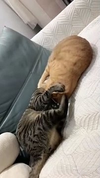 Wait what is this #catloversclub #cat #cats #catofinstagram #catoftheday #catlover #catsagram #catlovers #cat_features #catlady #catlife #catlove #catsgram #cutecat #cutecats #cutest #meow #kittycat #topcatphoto #kittylove #mycat #instacats #insta