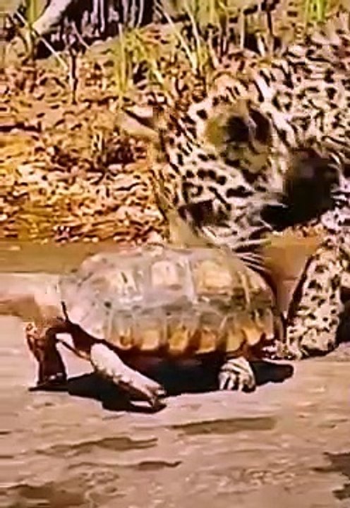 Turtle vs Tiger !!!! Really