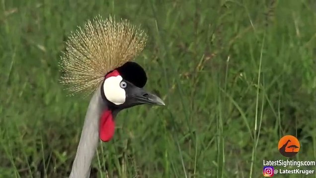 Brave Bird Chases Elephants from Nest