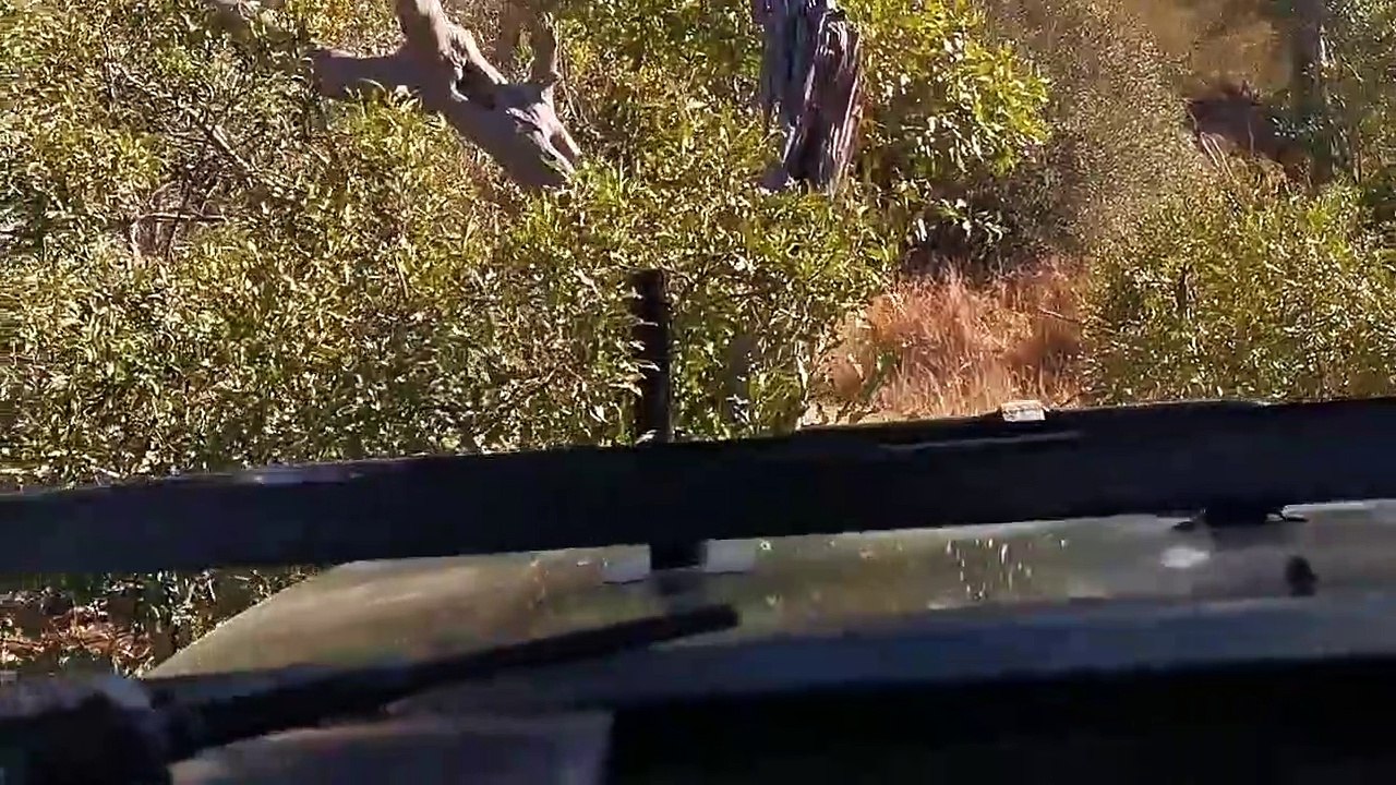 Leopard in Tree & Videography Lesson