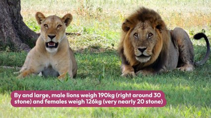 Why do Lions hunt during night? Lion Facts