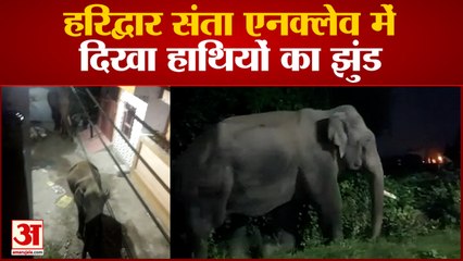 Uttrakhand News: हरिद्वार संता एनक्लेव में दिखा हाथियों का झुंड | Haridwar