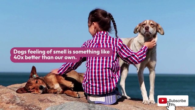 Why are dogs used as sniffer dogs? Dog facts