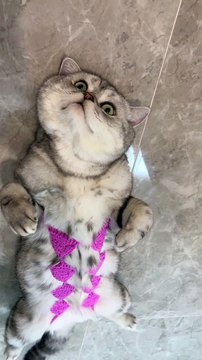 What's see doing #cat #cats #catphoto #catstagram #catlover #catselfie #catsoftheday #catsofinstagram #catstocker #catlovers #catmemes #cats_of_instagram #catsofworld #catloversclub #catvideo #cutecat #cutecats #kitten #kittensoftheworld #kittenlov